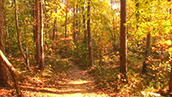Mile Four seasons in the woods