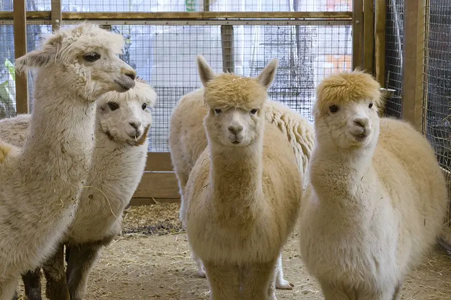 Animal video's - Alpaca